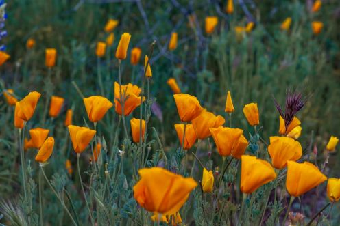 ca poppies closee.jpg